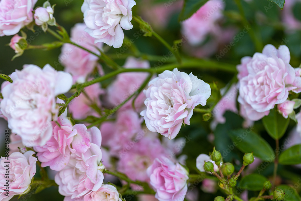 Pink rose flower. Detailed macro view. Flower on a natural background, soft light.