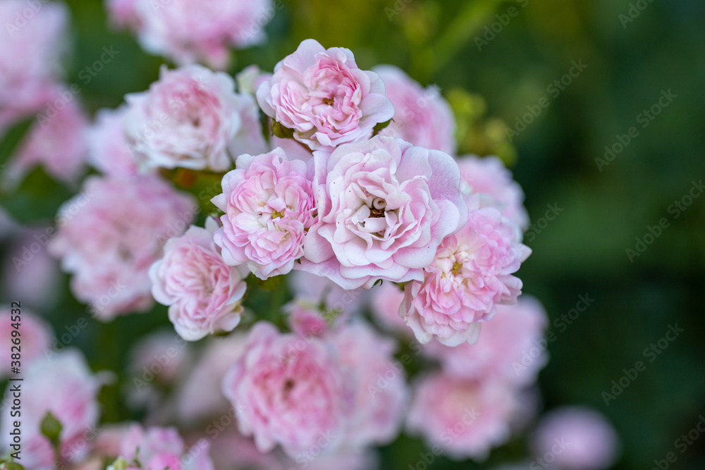 Pink rose flower. Detailed macro view. Flower on a natural background, soft light. Pink rose flower. Detailed macro view. Flower on a natural background, soft light.