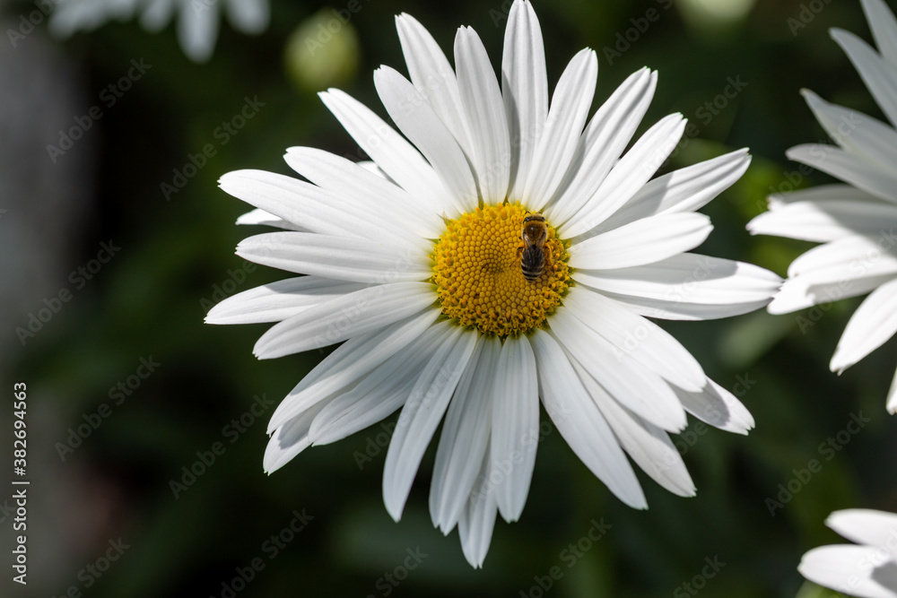Fototapeta premium Bee on a chamomile flower. Detailed macro view. Flower on a natural background, clear sunlight.