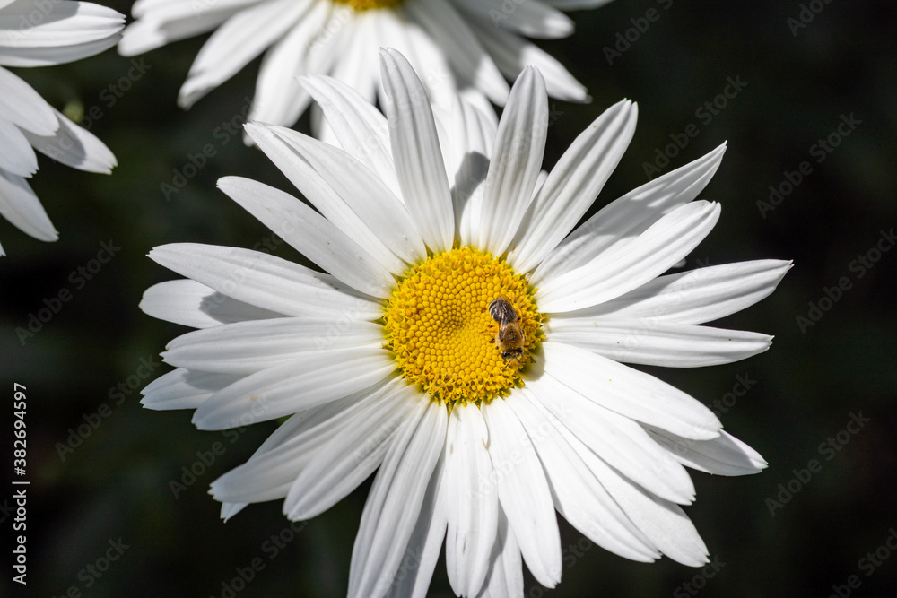 Fototapeta premium Bee on a chamomile flower. Detailed macro view. Flower on a natural background, clear sunlight.