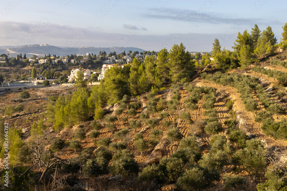 An Olive Grove near Jerusalem, Israel