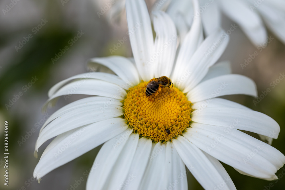 Bee on a chamomile flower. Detailed macro view. Flower on a natural background, clear sunlight. Bee on a chamomile flower. Detailed macro view. Flower on a natural background, clear sunlight.