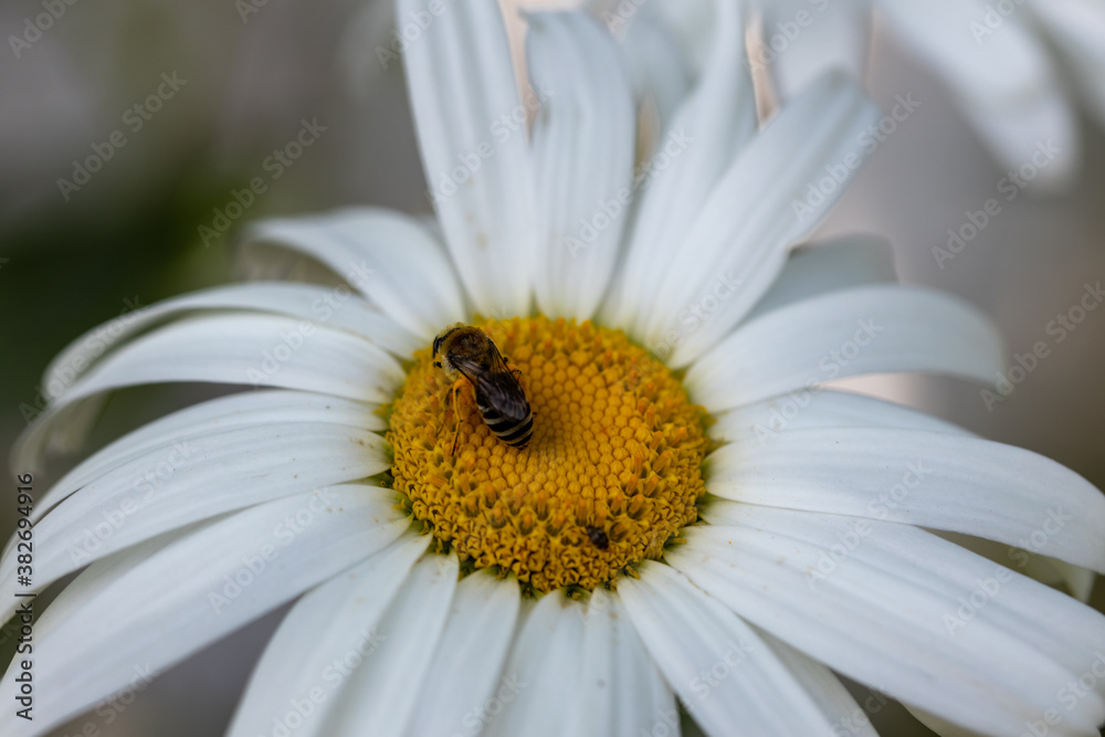 Bee on a chamomile flower. Detailed macro view. Flower on a natural background, clear sunlight. Bee on a chamomile flower. Detailed macro view. Flower on a natural background, clear sunlight.