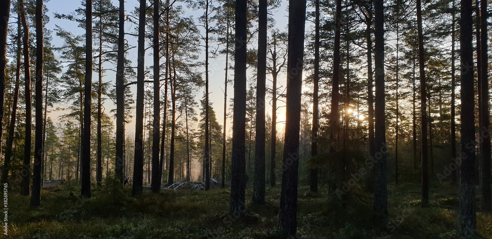 sunrise in the forest