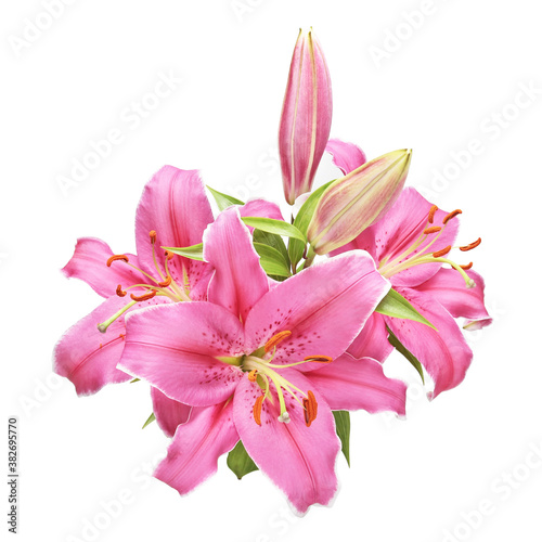 pink lily isolated on white background