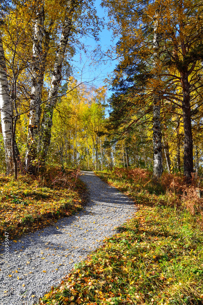 Fototapeta premium Gravel winding path through the autumn colorful forest on hill