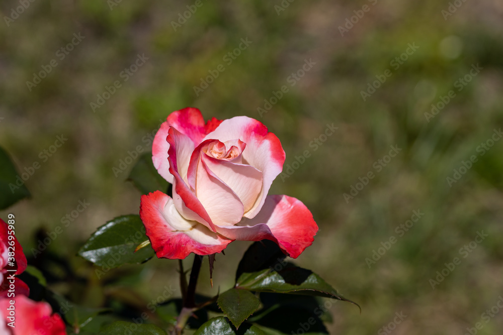 Obraz premium Red with white rose flower. Detailed macro view. Flower on a natural background, soft light.