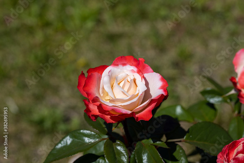 Red with white rose flower. Detailed macro view. Flower on a natural background  soft light.