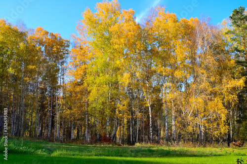 Mown meadow with green grass near autumn golden colored birch forest