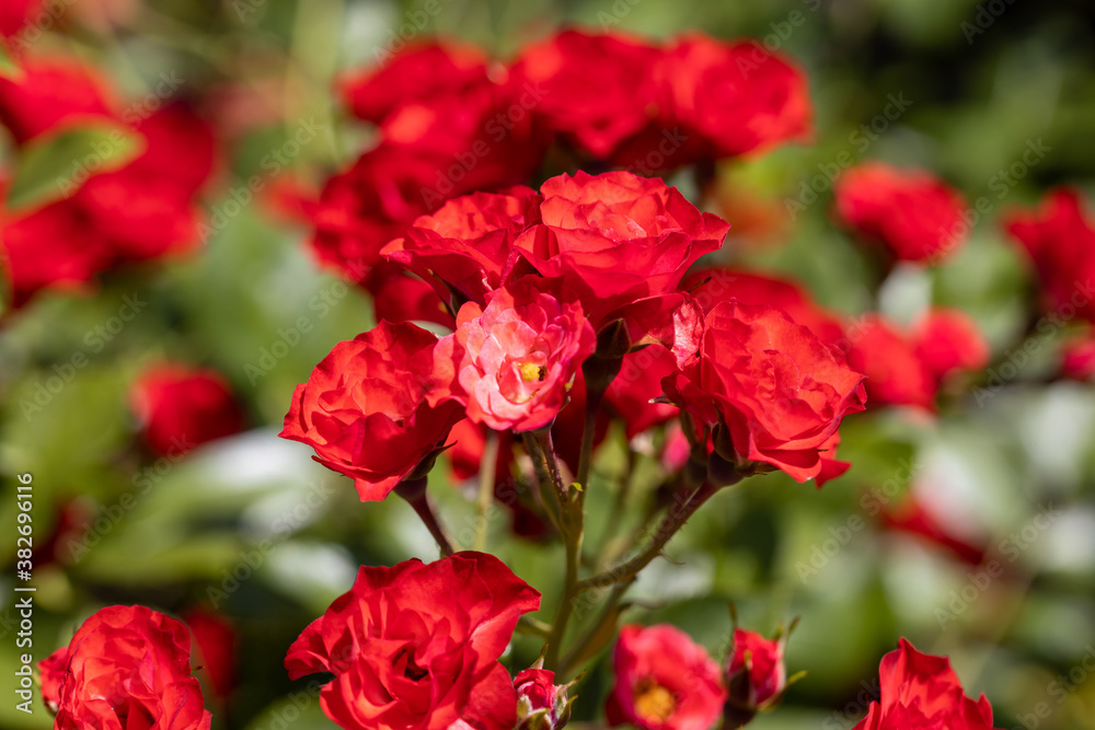 Many flowers of a red twisting rose. Detailed macro view. Flower on a natural background, soft light.