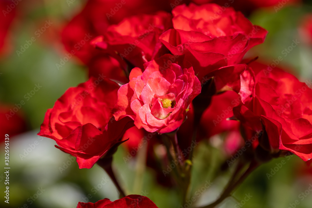 Many flowers of a red twisting rose. Detailed macro view. Flower on a natural background, soft light. Many flowers of a red twisting rose. Detailed macro view. Flower on a natural background, soft light.