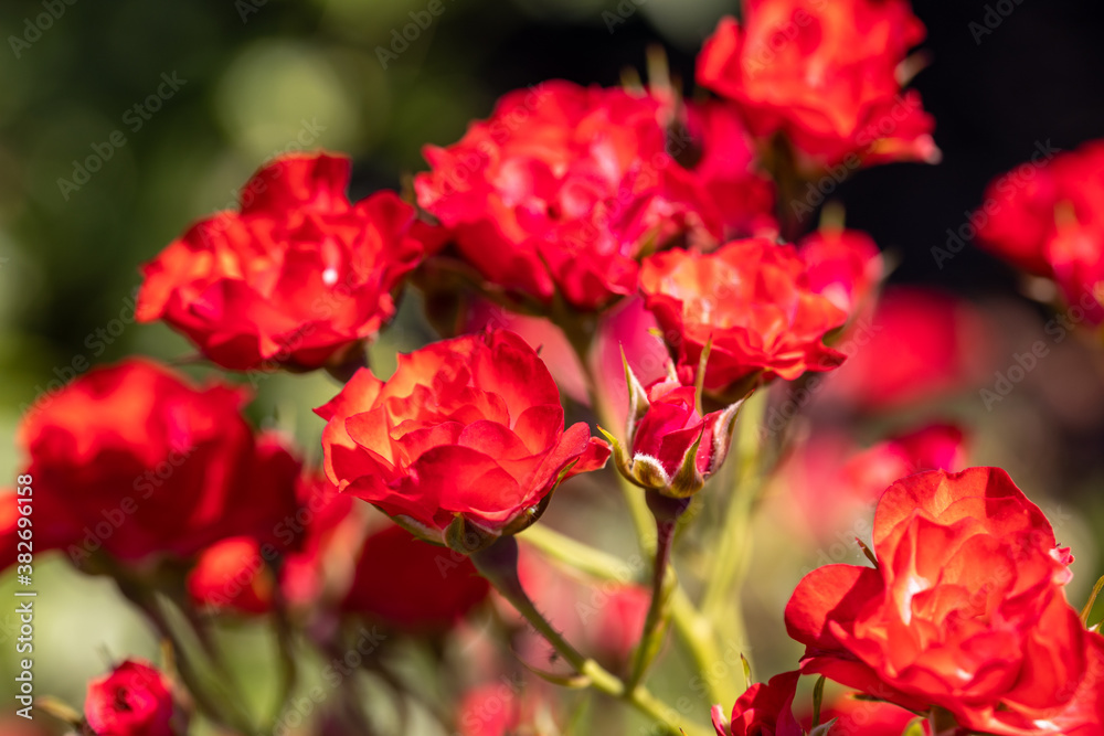Many flowers of a red twisting rose. Detailed macro view. Flower on a natural background, soft light. Many flowers of a red twisting rose. Detailed macro view. Flower on a natural background, soft light.