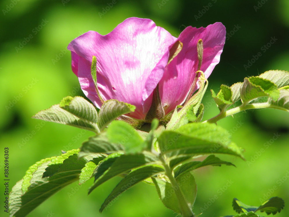 Pink flower rose in the sammer. Pink flower rose in the sammer.