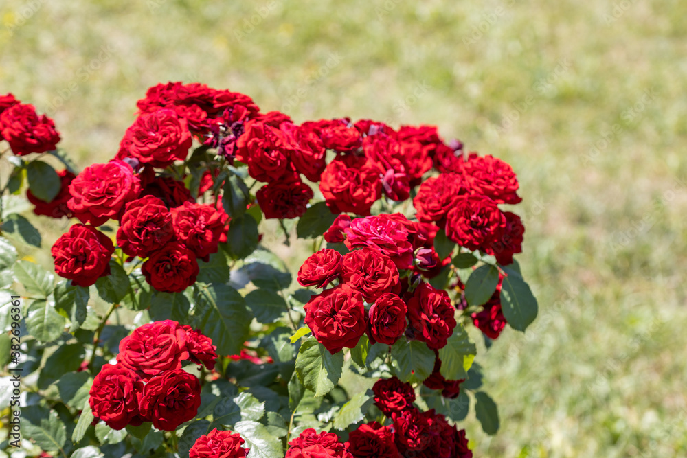 Red rose flower. Detailed macro view. Flower on a natural background, soft light. Red rose flower. Detailed macro view. Flower on a natural background, soft light.