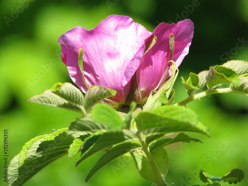 Pink flower rose in the sammer.