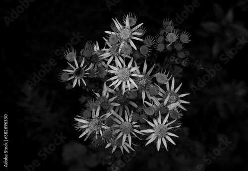 Abstract Colors Ragwort Wild Flower