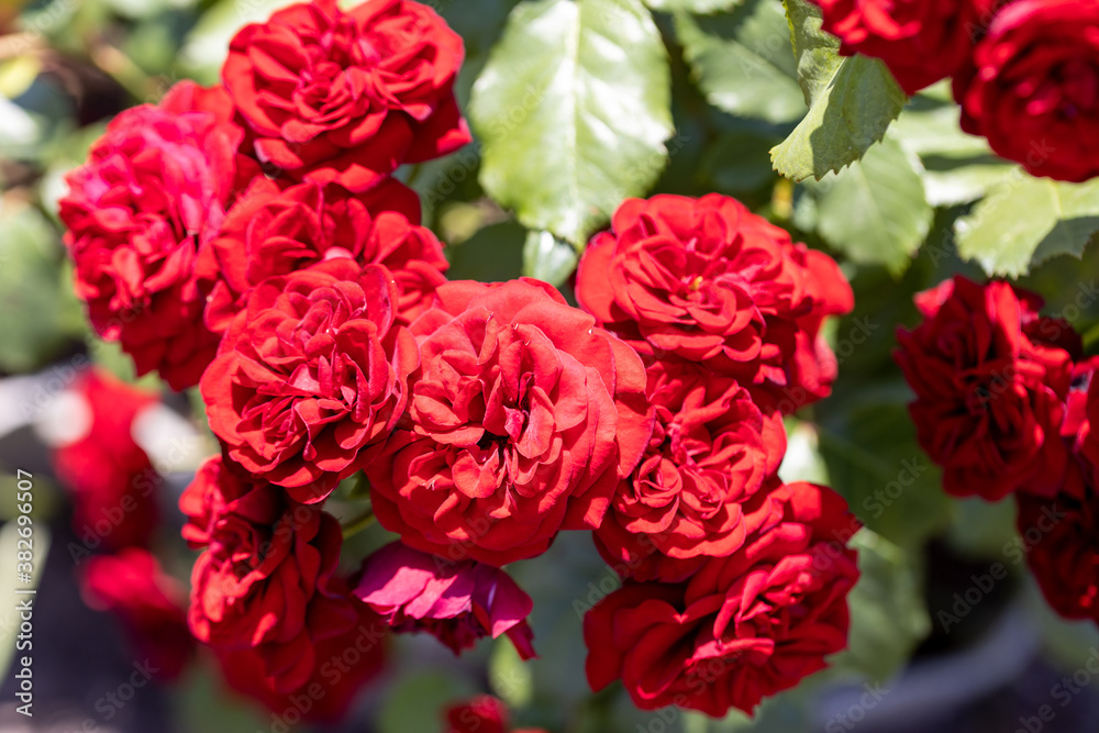 Red rose flower. Detailed macro view. Flower on a natural background, soft light. Red rose flower. Detailed macro view. Flower on a natural background, soft light.