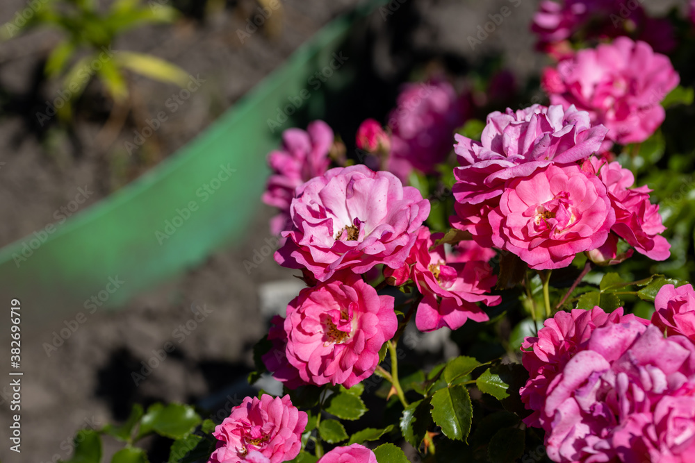 Many flowers of a purple twisting rose. Detailed macro view. Flower on a natural background, sunlight. Many flowers of a purple twisting rose. Detailed macro view. Flower on a natural background, sunlight.