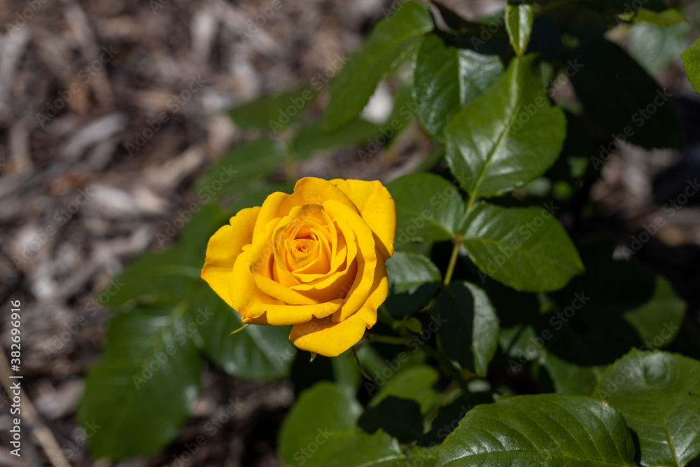 Yellow rose flower. Detailed macro view. Flower on a natural background, soft light. Yellow rose flower. Detailed macro view. Flower on a natural background, soft light.