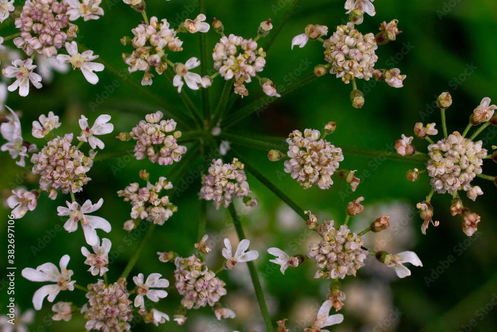 Irish Wildflower Vegetation Closeup.