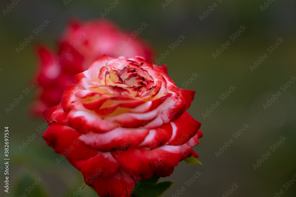 Red rose flower. Detailed macro view. Flower on a natural background, soft light. Red rose flower. Detailed macro view. Flower on a natural background, soft light.