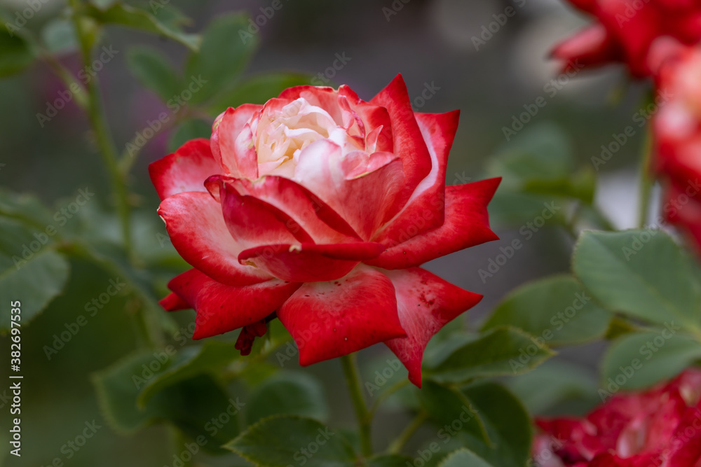 Red rose flower. Detailed macro view. Flower on a natural background, soft light. Red rose flower. Detailed macro view. Flower on a natural background, soft light.