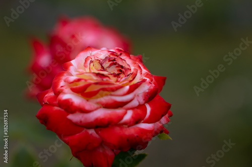 Red rose flower. Detailed macro view. Flower on a natural background  soft light.