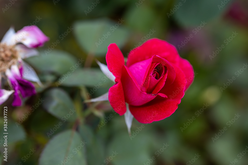Red rose flower. Detailed macro view. Flower on a natural background, soft light. Red rose flower. Detailed macro view. Flower on a natural background, soft light.