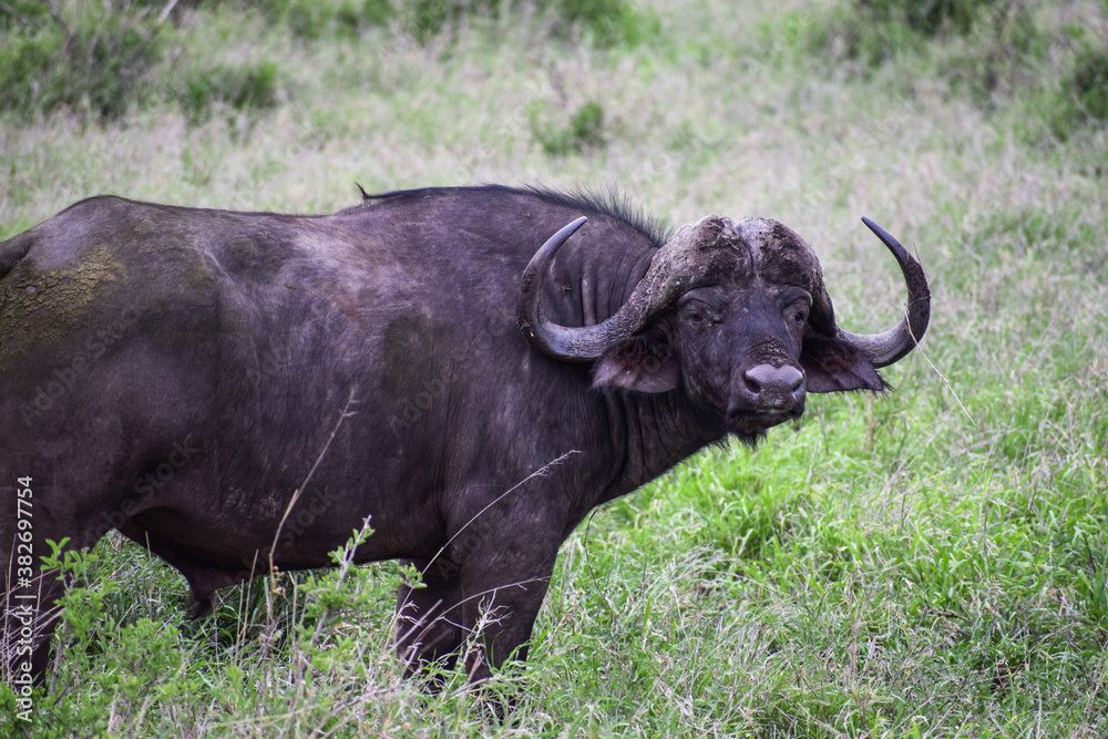 A lonely African Buffalo (Syncerus caffer) on the grass in Kruger National Park, South Africa.