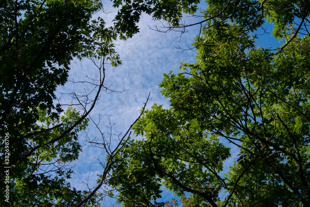 Obraz premium blue sky