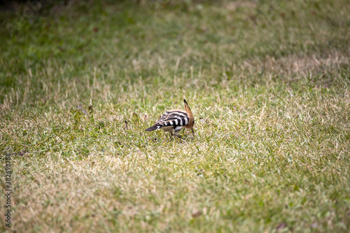 Bird hoopoe on green grass. Cloudy day.