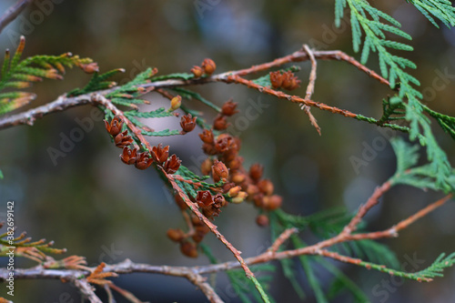 Eastern white cedar brown branches with small blossoming cones. Cupressaceae family. photo