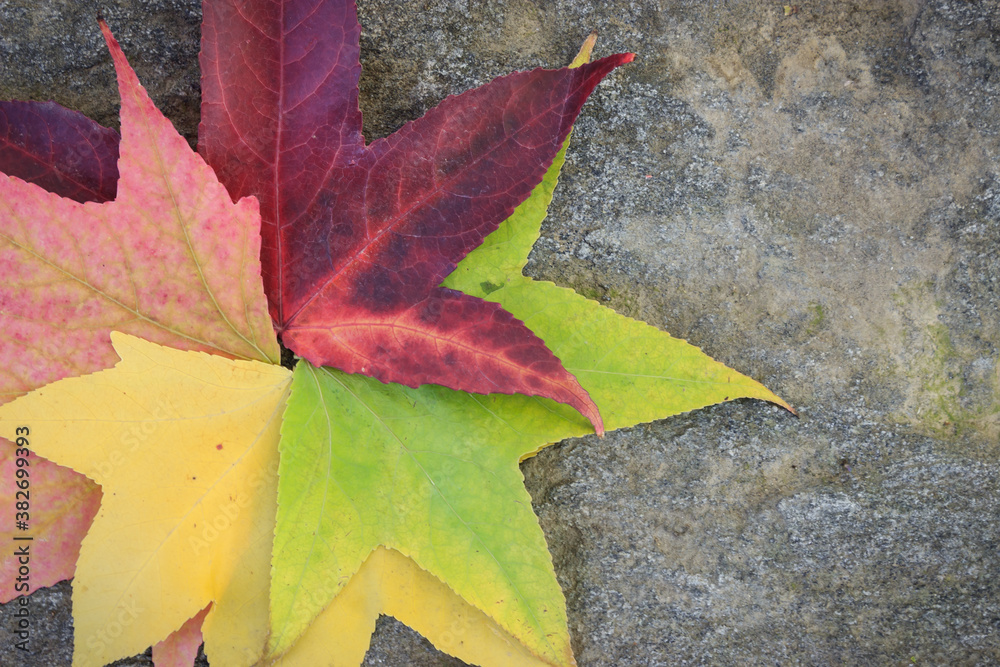 Fototapeta premium Top view of multicolored leaves on stone background in autumn. Close up green, yellow, pink and red leaves with star shape on ground.