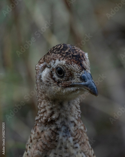 Pheasant chick