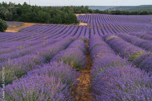 Beautiful landscape of blooming lavender field in sunrise. Nature. Brihuega, Spain, Europe. Selective Focus