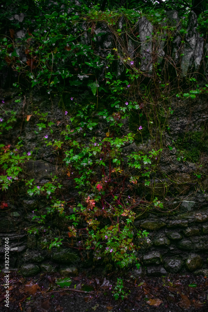 Ancient Celtic Stone Wall with Foliage Ancient Celtic Stone Wall with Foliage