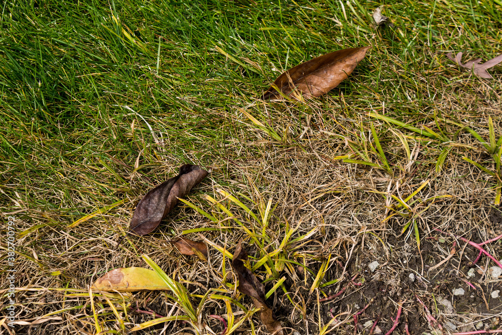 Obraz premium leaves in the grass