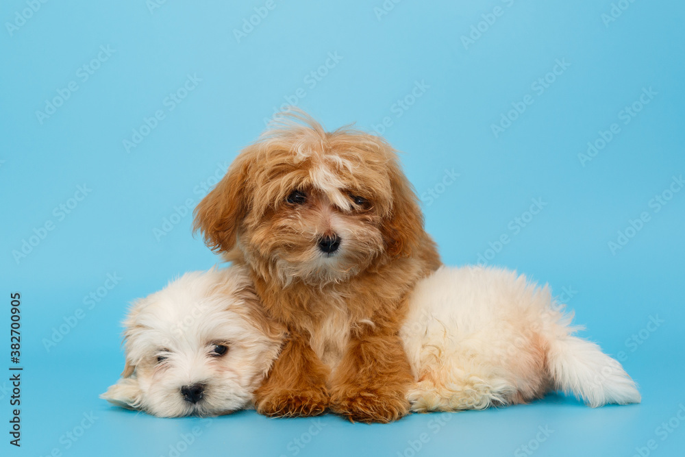 Two puppy of breed maltipoo