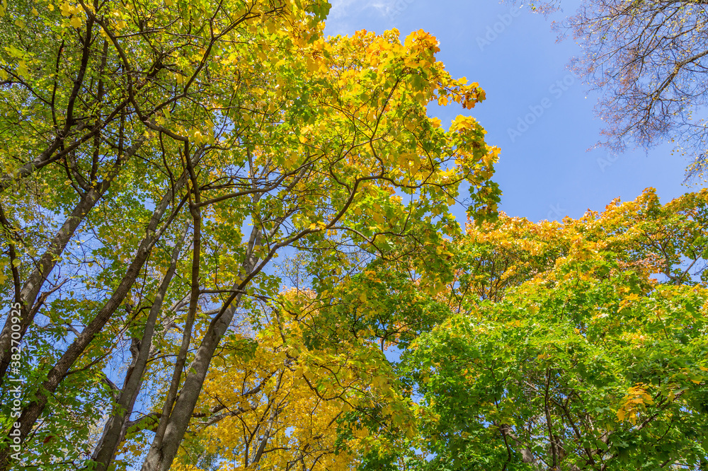 Colorful tree branches with bright foliage in golden autumn season Colorful tree branches with bright foliage in golden autumn season