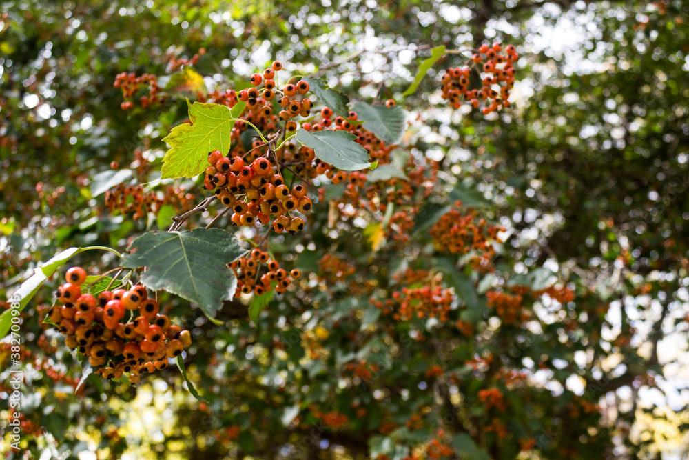 Fototapeta premium orange berries on a branch