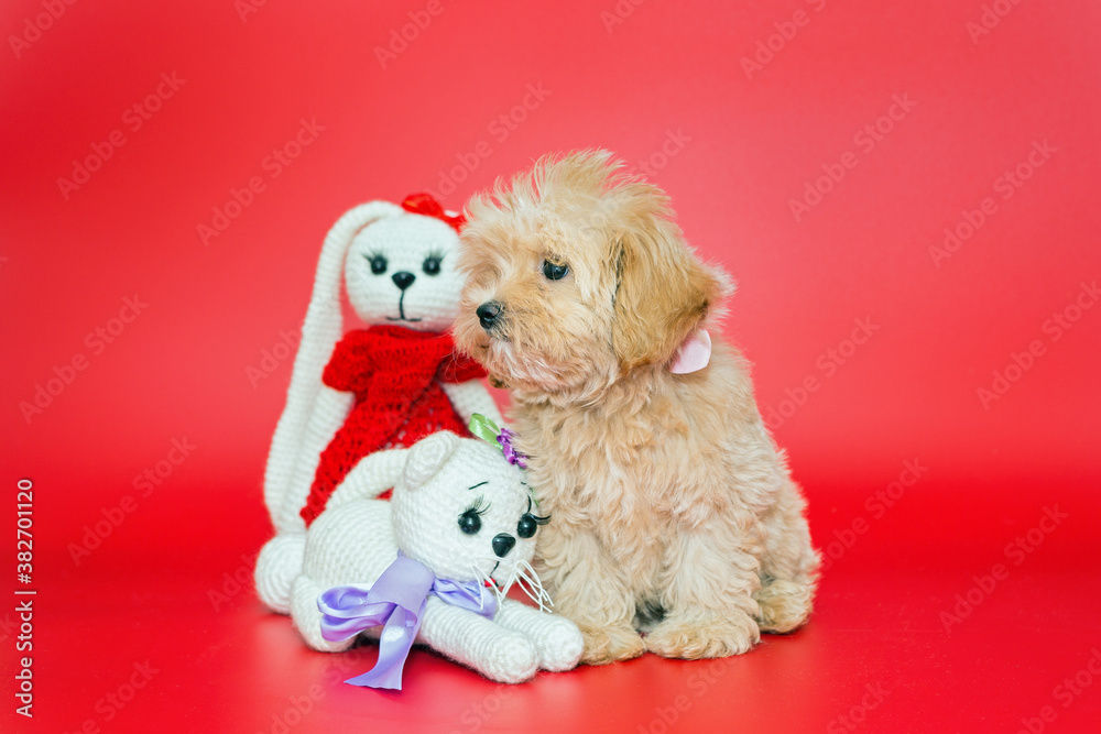 Little puppy of breed maltipoo and toys Little puppy of breed maltipoo and toys