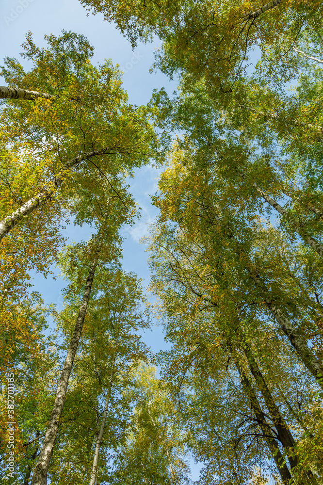 Colorful tree branches with bright foliage in golden autumn season