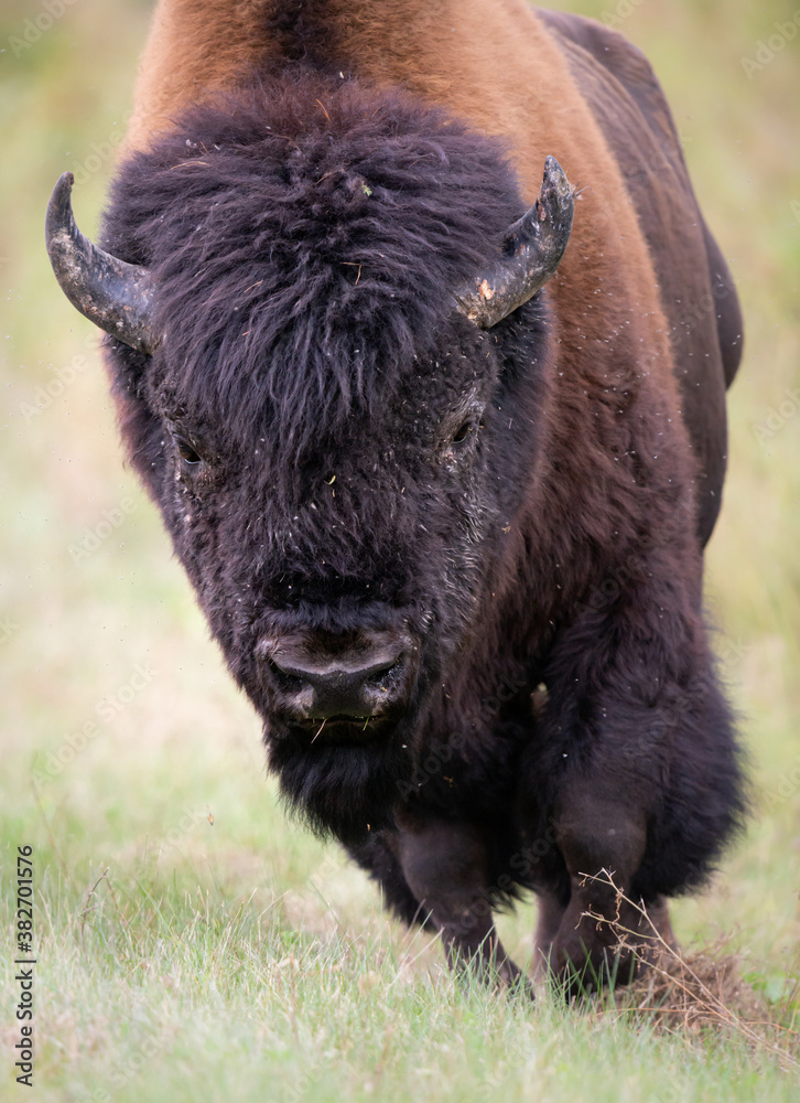 Wood bison Wood bison