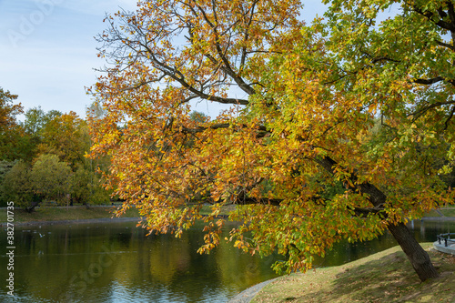 Colorful tree branches with bright foliage in golden autumn season