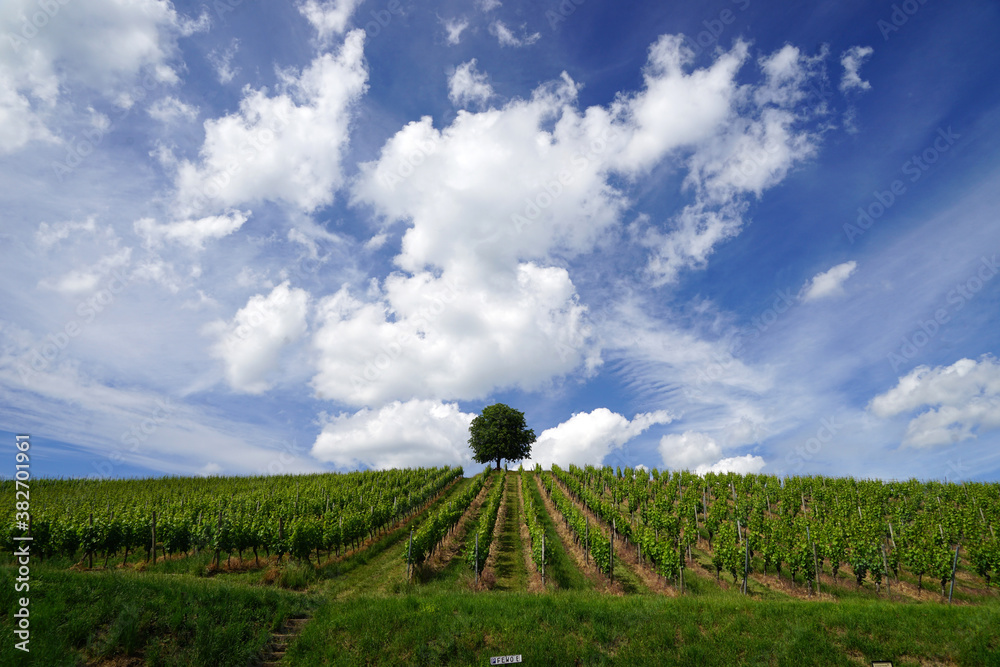 Obraz premium Landschaft Weinberg mit Baum