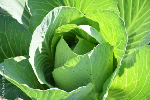 Fresh cabbage growing in the garden under natural conditions. Green round swing with wide leaves