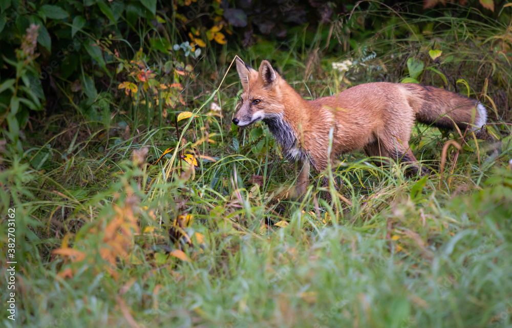Red fox Red fox