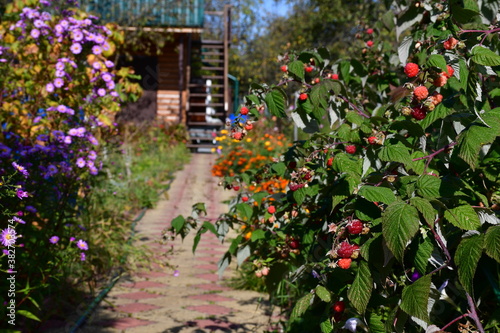 Sunny autumn day in the dacha. The path is lined with red and yellow shaped tiles. Autumn raspberry bush with mature red berries. Lilac perennial asters or chrysanthemums.