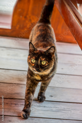 A stray homeless cat waiting for food in a Bulgarian restaurant.