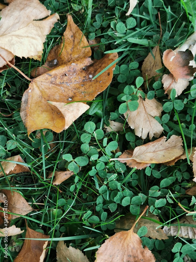 autumn leaves on the ground autumn leaves on the ground